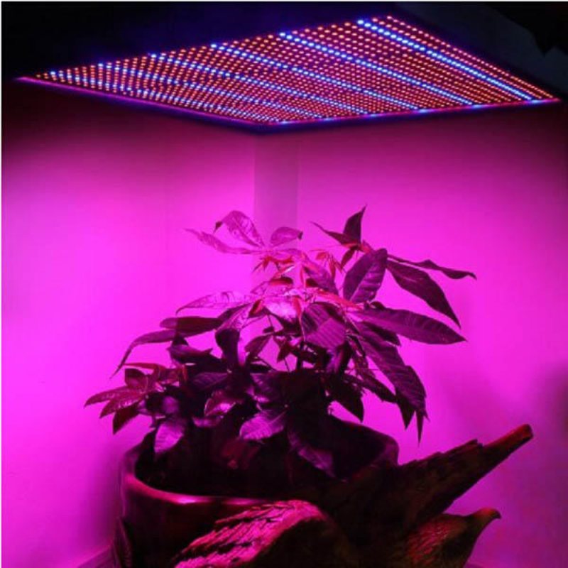 100w 1131röd 234blå Led-odlingsljus Växtodlingslampa Trädgård Växthusplanta Plantljus