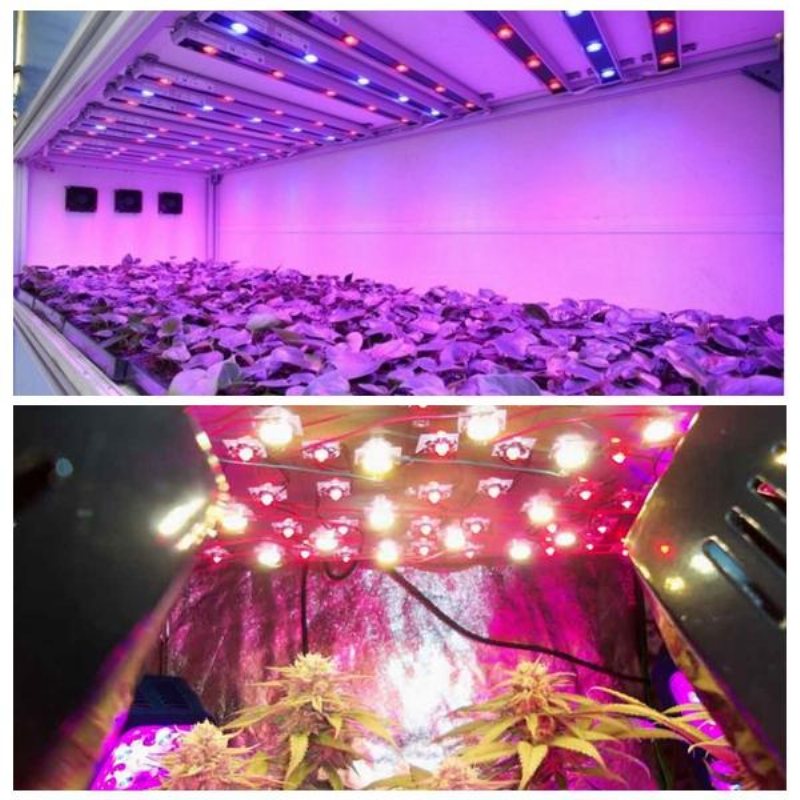 50 St 3w 380nm-840nm Full Spectrum Led Plant Grow Light Chip För Trädgård 3.0-3.4v