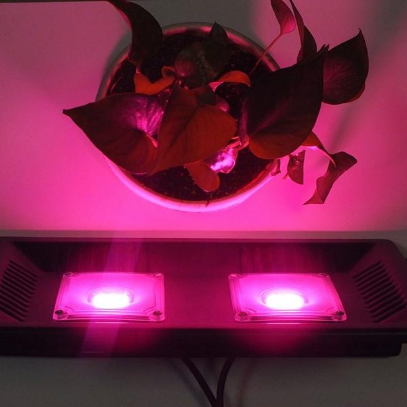 Ac220v 100w Full Spectrum Led Flood Grow Light Vattentätt Ip65 För Vår Inomhusanläggning